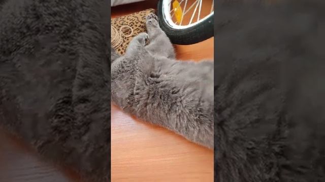 спросила а что я здесь лежу как будто не видно велосип?