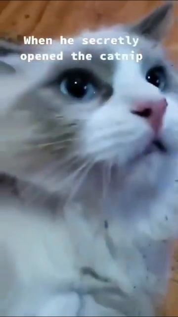 Много кошачей мяты #ржака #смех #смехдослез #смешно #уг? смотреть онлайн