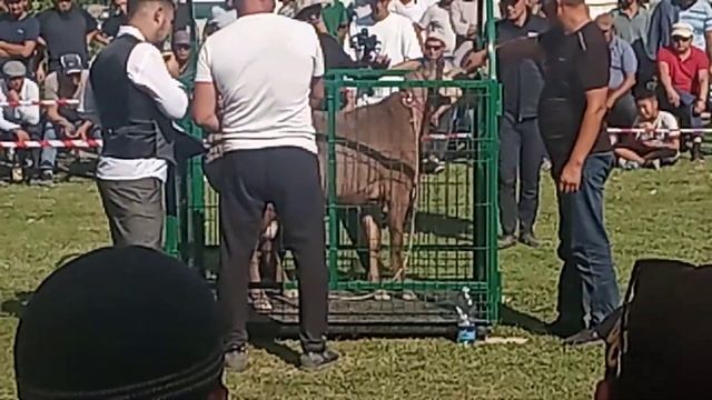 Выставка 2021 г.Арашанской породы г.Кара Балта 18.09.21. смотреть онлайн