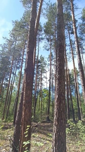 Небесно-голубой столик из дуба