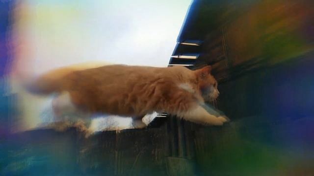 Прикол Кот Марио #кот #марио #подписки смотреть онлайн