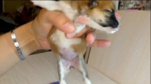 кормление щенков корги, опыт,умение,работа.