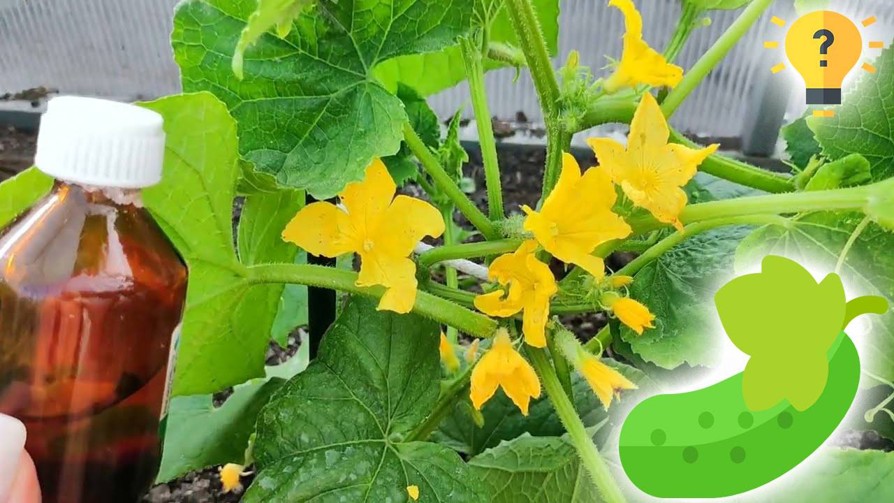 1 ЛОЖКА в ЛУНКУ и ОГУРЦЫ вмиг заплодоносят. Удобрения для быстрого роста огурцов смотреть онлайн