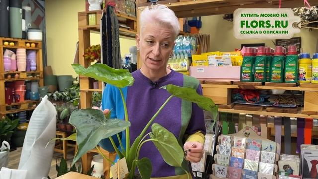 Алоказия Кукуллата - большой сорт алоказии | Нюансы ухода за алоазией