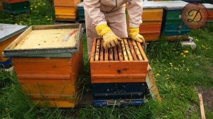 ГОТОВНОСТЬ СЕМЕЙ К ВЫВОДУ МАТОК