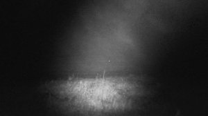 Снегопад, лиса, около 250 метров.