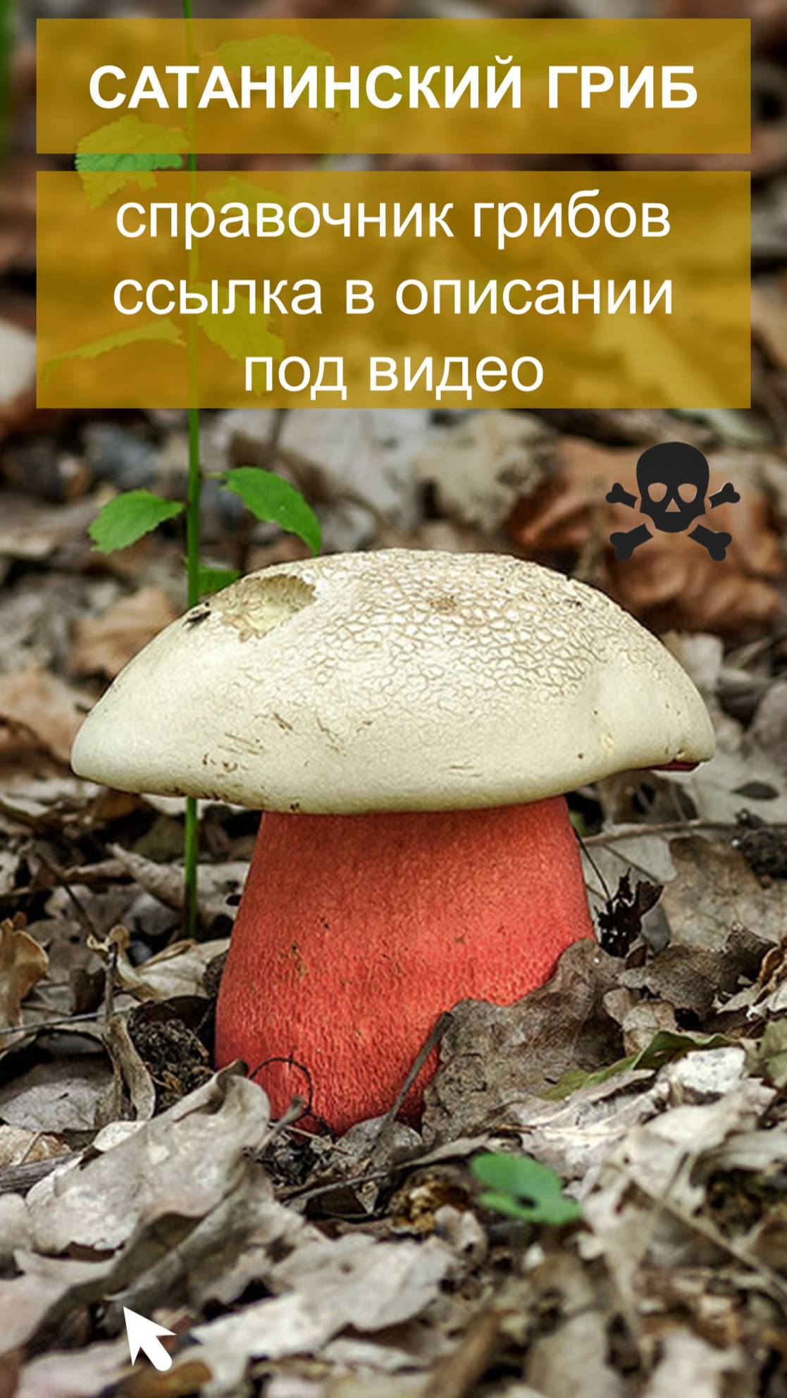 Сатанинский гриб - справочник грибов смотреть онлайн