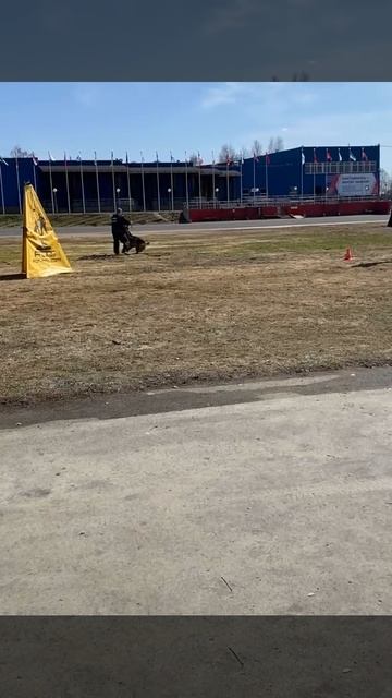 1 Отл. КЧК Steel Inside VOORHEES +++ №5 фактор / КЧК СЫКТЫВКАР 10 мая`25 О.Тимофеева Моно н/о