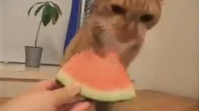 Кошка ест арбуз.Приколы.Прикольное видео. Смешное видео.Самое смешное видео в мире. смотреть онлайн