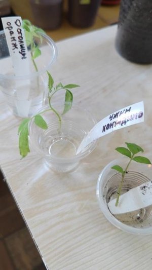 Что делать с рассадой томатов, если черная ножка?