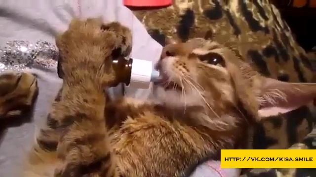 Ну очень вкусная валерьянка! Kisa Smile Прикольные фото и видео с кошками смотреть онлайн