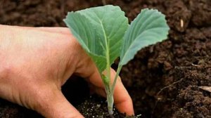 Первая и важная подкормка капусты после высадки в грунт
