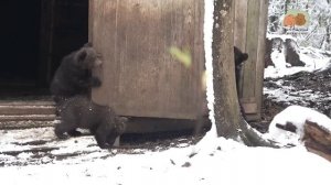 КАК ПРОШЕЛ ВТОРОЙ «ПЕРВЫЙ» ВЫХОД ИЗ ДОМИИКА-БЕРЛОГИ СИРЕНЫ, СОНИ И СЁМЫ