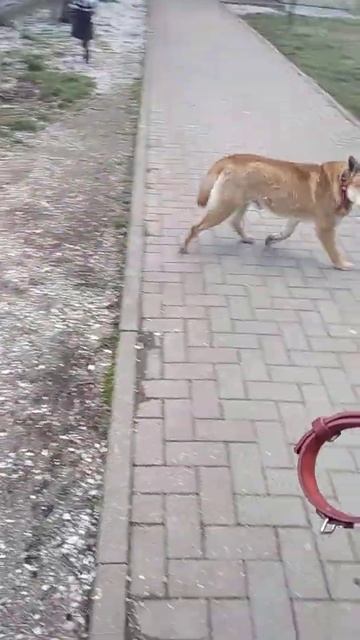 Продаём эксклюзивные ошейники.