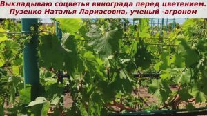 👍👍Нельзя не показать Кишмиш цимус, какие он выдает соцветья- хотя он и без меня оплодотворится!