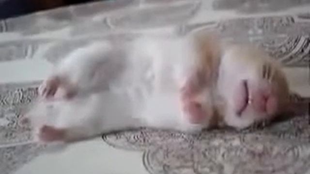 Приколы с животными Хомяк спит Юмор! Прикол! Смех смотреть онлайн