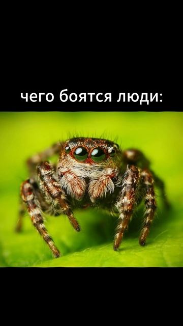 эдит смотреть онлайн