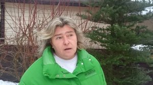 Почему голубая ель зеленеет?