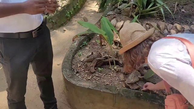 Шри-Ланка Экскурсия на два дня в глубь острова , Водопа смотреть онлайн