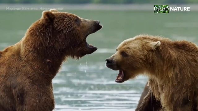 Медведи Камчатки-начало жизни. смотреть онлайн