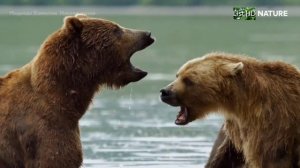 Медведи Камчатки-начало жизни.