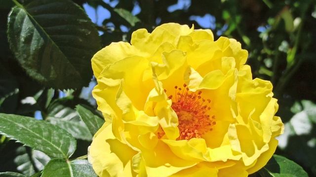 Жёлтая роза"Голден Шауэрс". смотреть онлайн