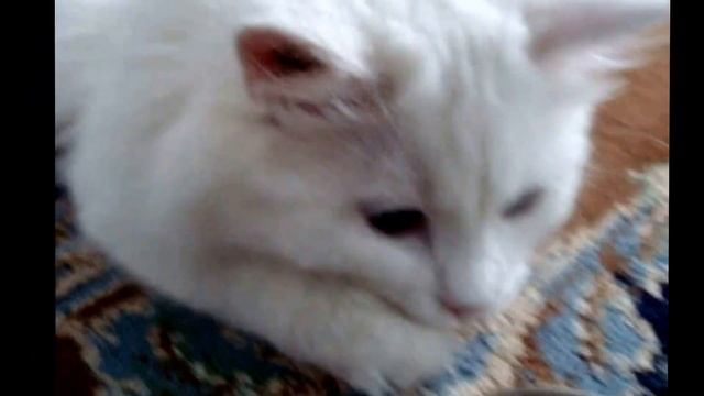 #Кот пердун. #смешные животные.ржач/fanny animals смотреть онлайн