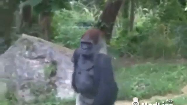 Цыганские приколы 2019 смотреть онлайн