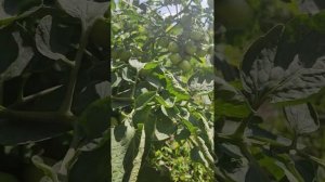 Томат-черри «Черри Блосэм» F1 Омск конец июля 2024г