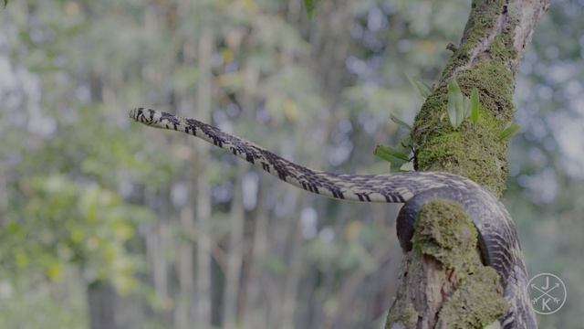 COSTA RICA IN 4K 60fps HDR (ULTRA HD) смотреть онлайн