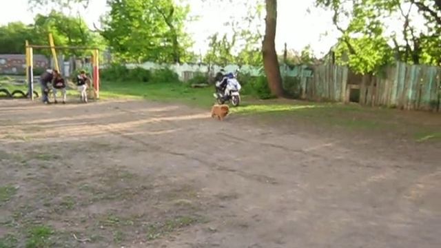мальчик-пушистик CRAFTY FOX смотреть онлайн
