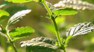 Сад пряностей: создание, уход, выбор растений - 7 дач