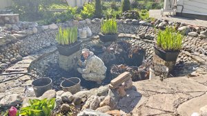 Чистим пруд после зимы.
Посадка бальзаминов.