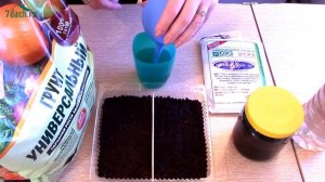 Посев сельдерея на рассаду - 7 дач