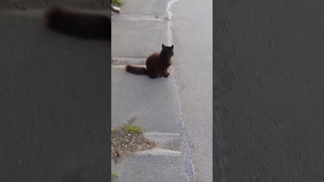❤️Берегите своих животных ! Спасибо , доброй женщине , бегунья дома ! 🙏