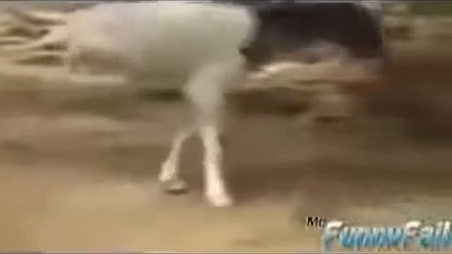 ПРИКОЛ! ШОК! ДВУНОГАЯ КОЗА! СМОТРИ! смотреть онлайн