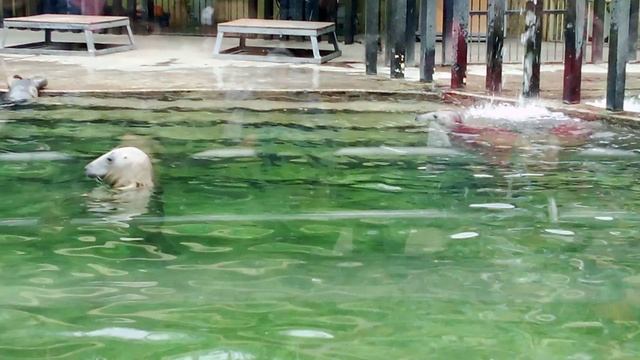 Московский зоопарк. Балтийский серый тюлень.