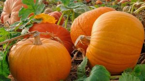 От этой подкормки тыквы нарастет тонна! Первая подкормка тыквы после всходов