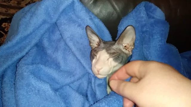 Кот Сфинкс#Shorts 🐱💋 смотреть онлайн