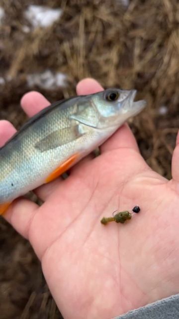 Мормышинг на самодельную силиконовую приманку. Окунь мормышингом. Jirka. #fishing #рыбалка смотреть онлайн