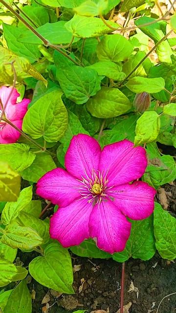 Удивляйтесь! Восхищайтесь, ИРИСЫ! Космические, фатастические, они неподрожаемые. Диву даюсь!