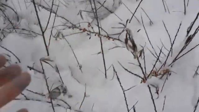ОХОТА НА ЗАЙЦА ПОПЫТКА №2 смотреть онлайн