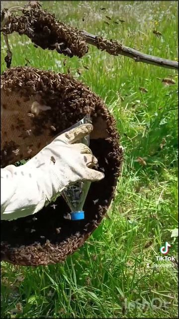 🌺🐝🐝🐝🌺🌞🌞🌺 смотреть онлайн