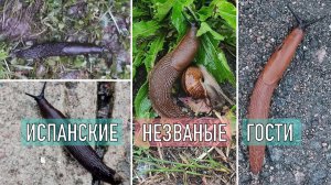 Всё об испанских слизнях на моем трехлетнем опыте. Говорим о действенных методах, средствах борьбы