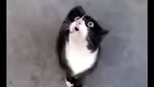 Приколы!!!Про кота Семена смотреть онлайн