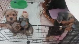 Йоркширские терьеры встречаются со своими хозяевами.