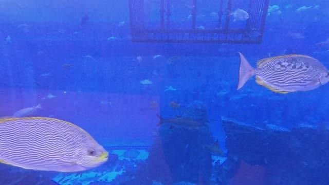 Дубай | аквариум в дубаи | дубай молл | 2025 смотреть онлайн