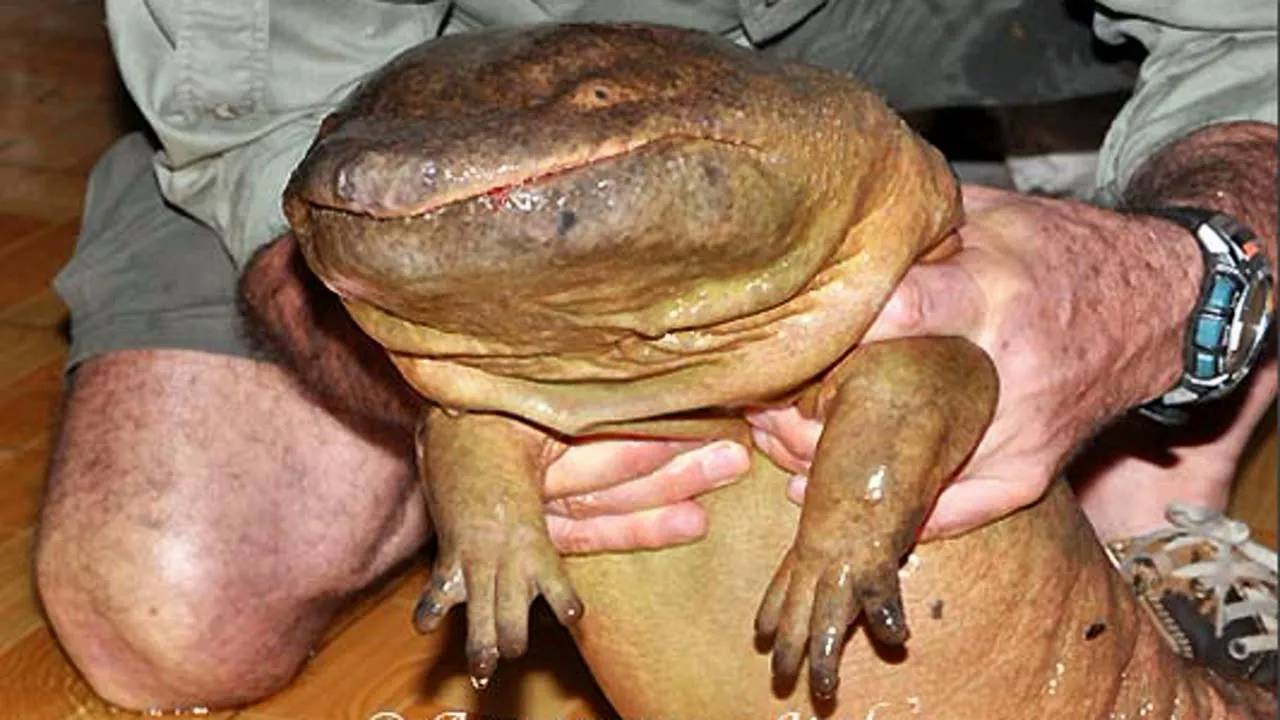 Самые большие существа на планете... Животные Гиганты! Часть 2 смотреть онлайн