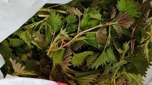 Когда, где и как собирать крапиву