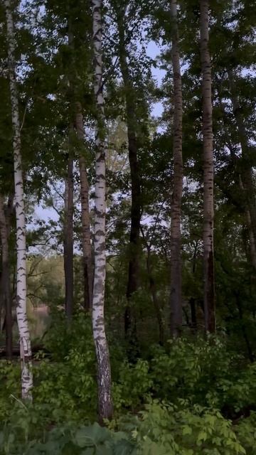 Пение птиц завораживает ❤️ смотреть онлайн